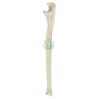 Elle (Ulna) Model